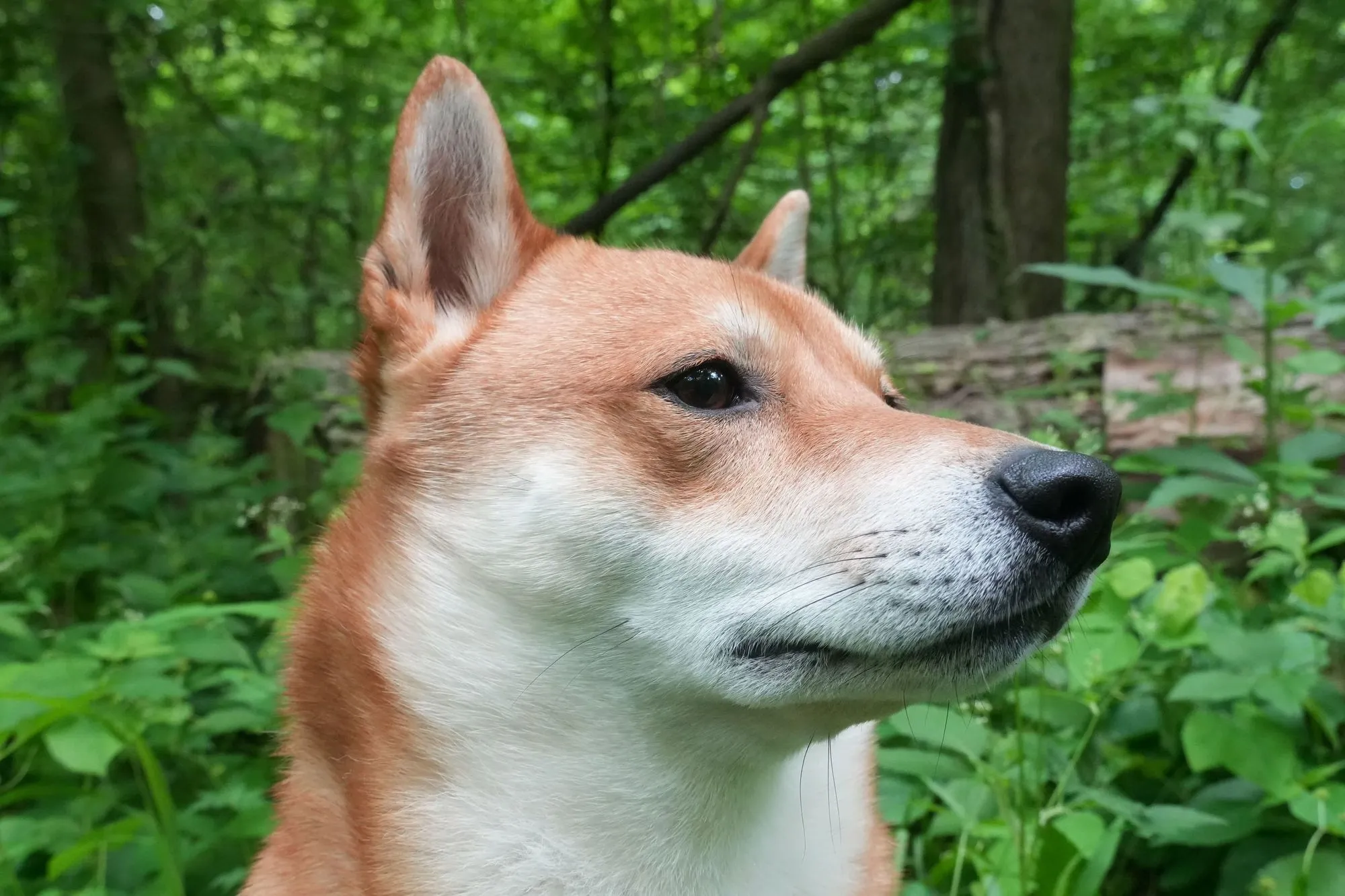 Chief Doge